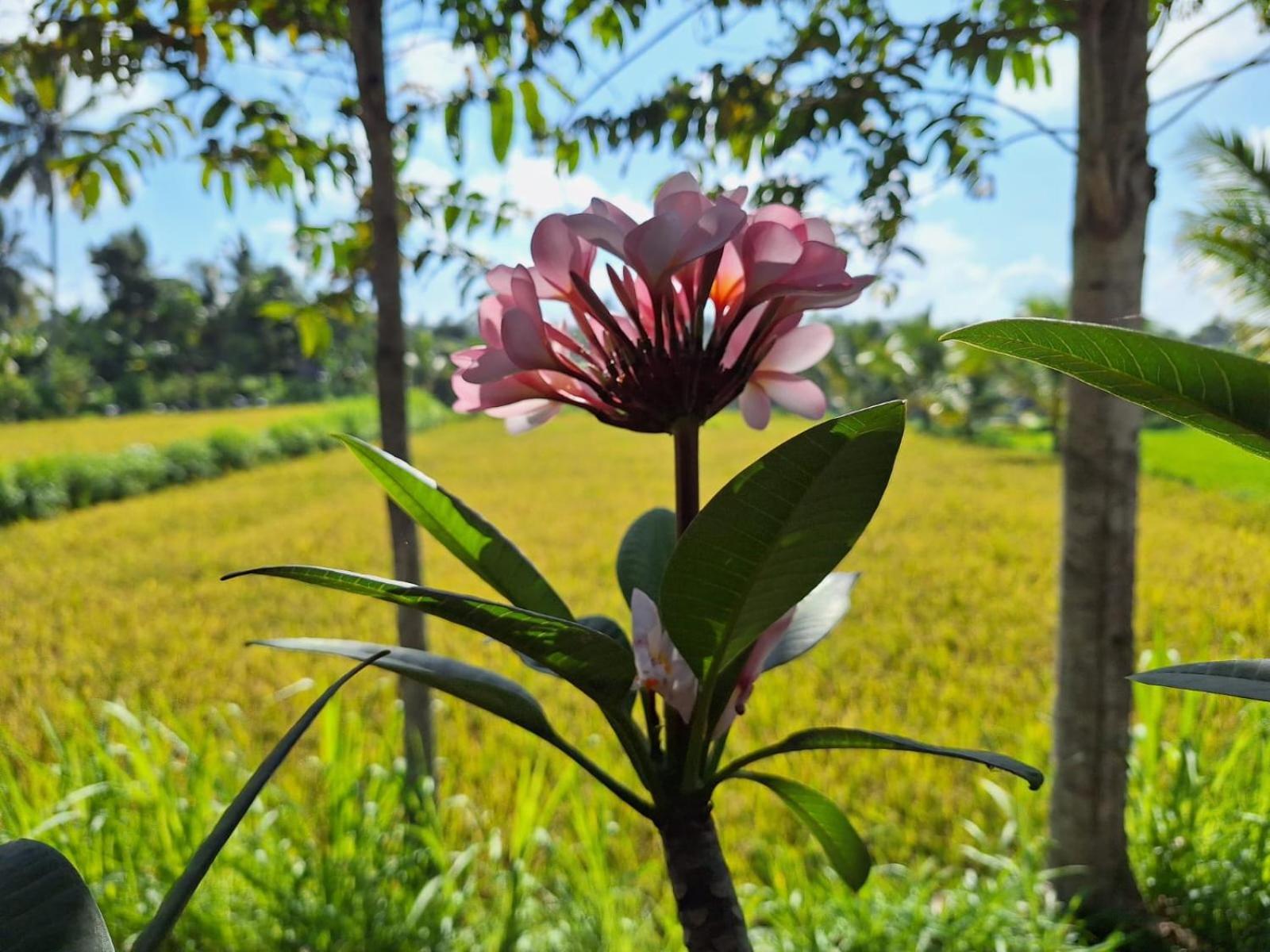 Bunga Maliq Bungalow Lombok 테테바투 외부 사진