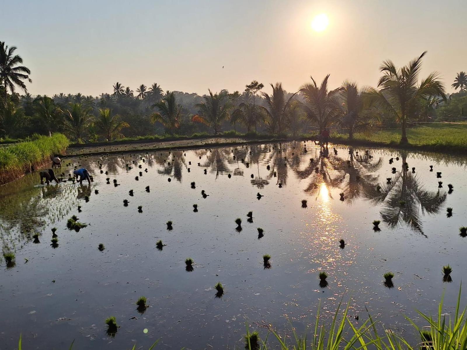 Bunga Maliq Bungalow Lombok 테테바투 객실 사진